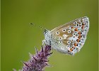 Common Blue - Keith Allchin (Open) W.jpg